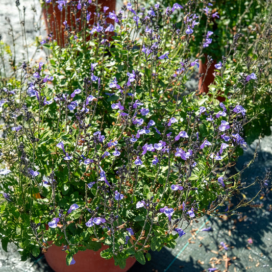 Salie So Cool Pale Blue - Bakker