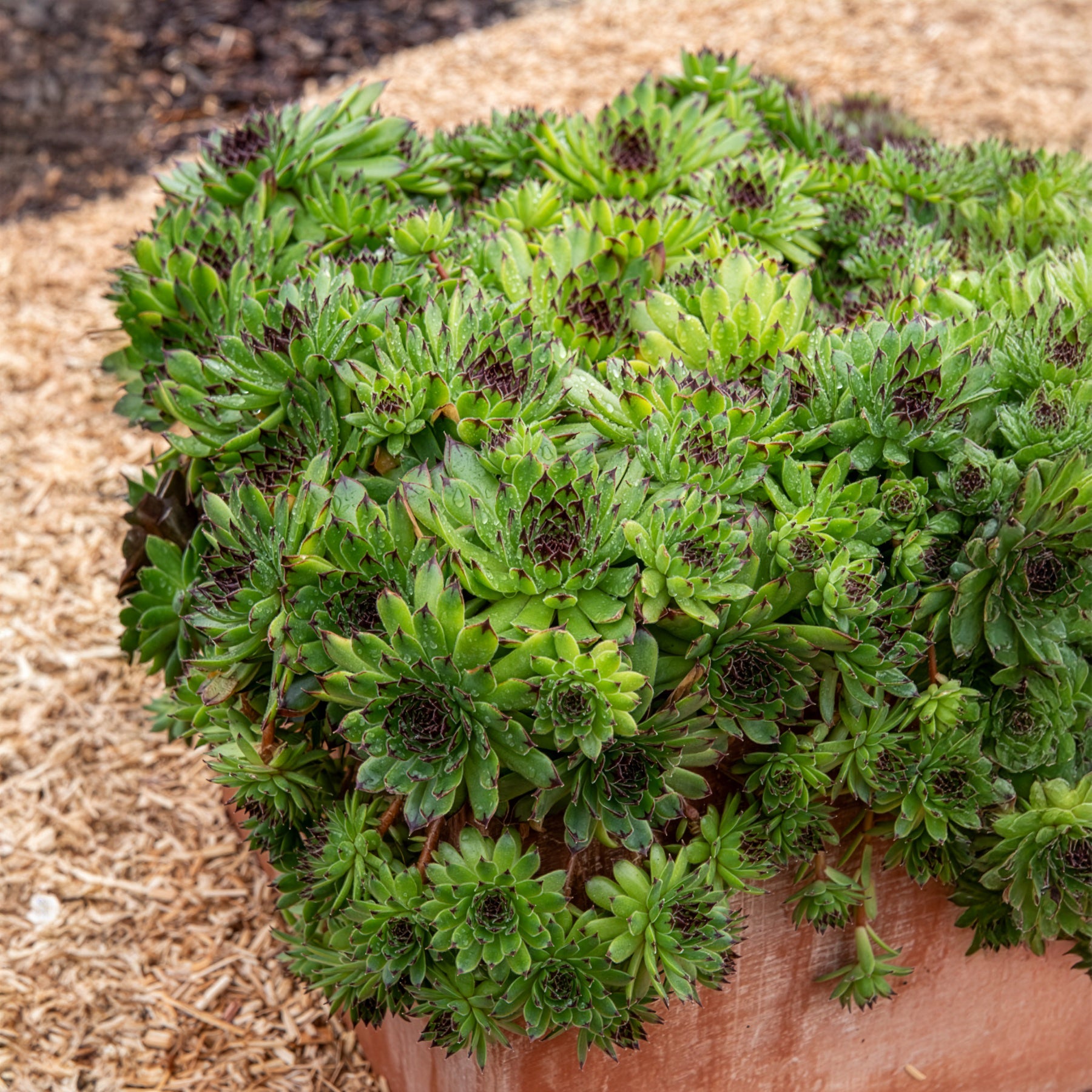 Huislook Chick Charms ® Appletini - Sempervivum Chick Charms® Appletini - Bakker