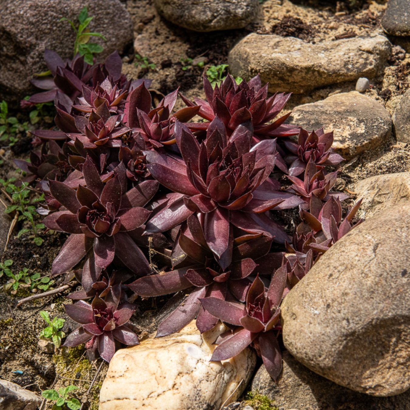 Huislook Chick Charms ® Chocolate Kiss - Sempervivum Chick Charms® Chocolate Kiss - Bakker