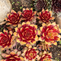 Sempervivum Chick Charms® Gold Nugget - Huislook Chick Charms ® Gold Nugget - Sempervivum - Huislook