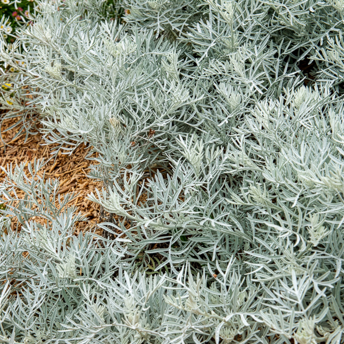 Senecio viravira - Senecio viravira - Bakker
