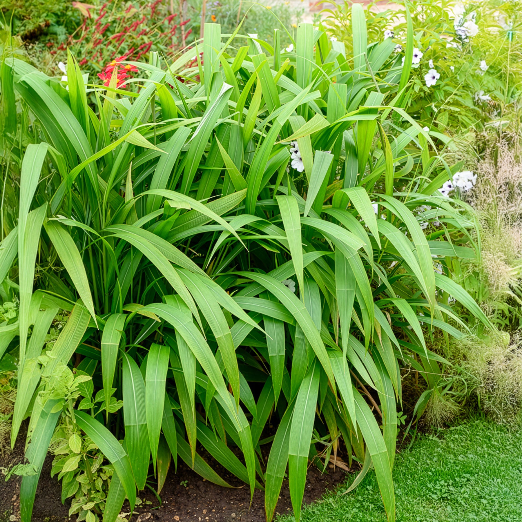 Verkoop Palmgras - Setaria palmifolia