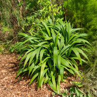 Palmgras - Setaria palmifolia - Bakker