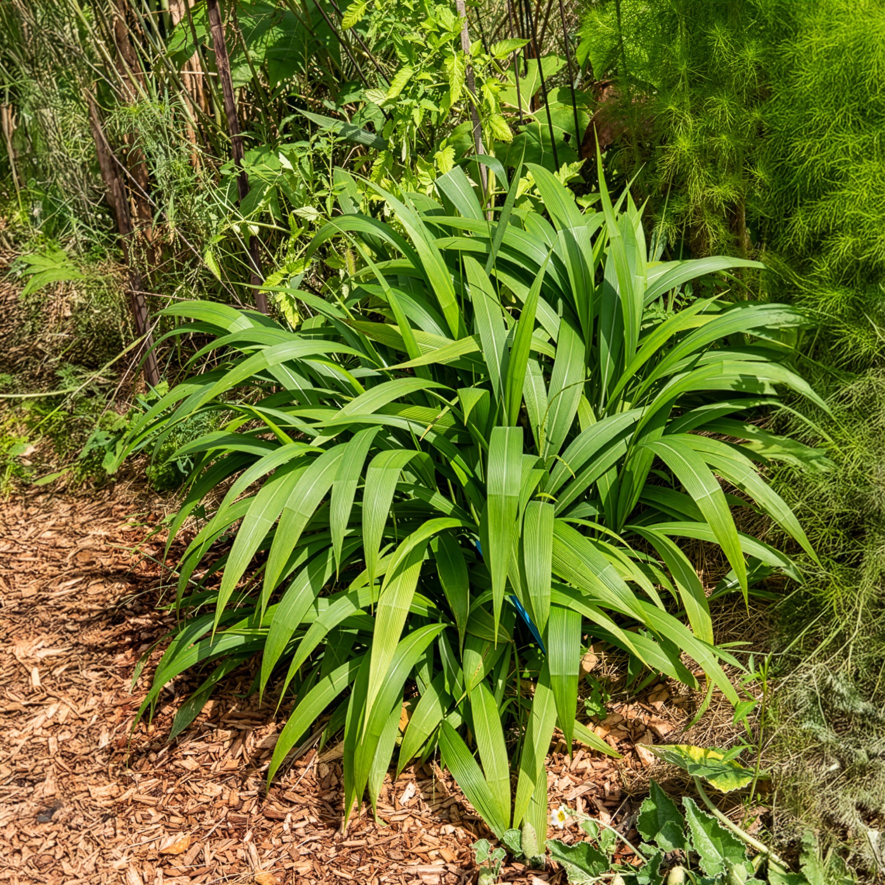 Palmgras - Setaria palmifolia - Bakker