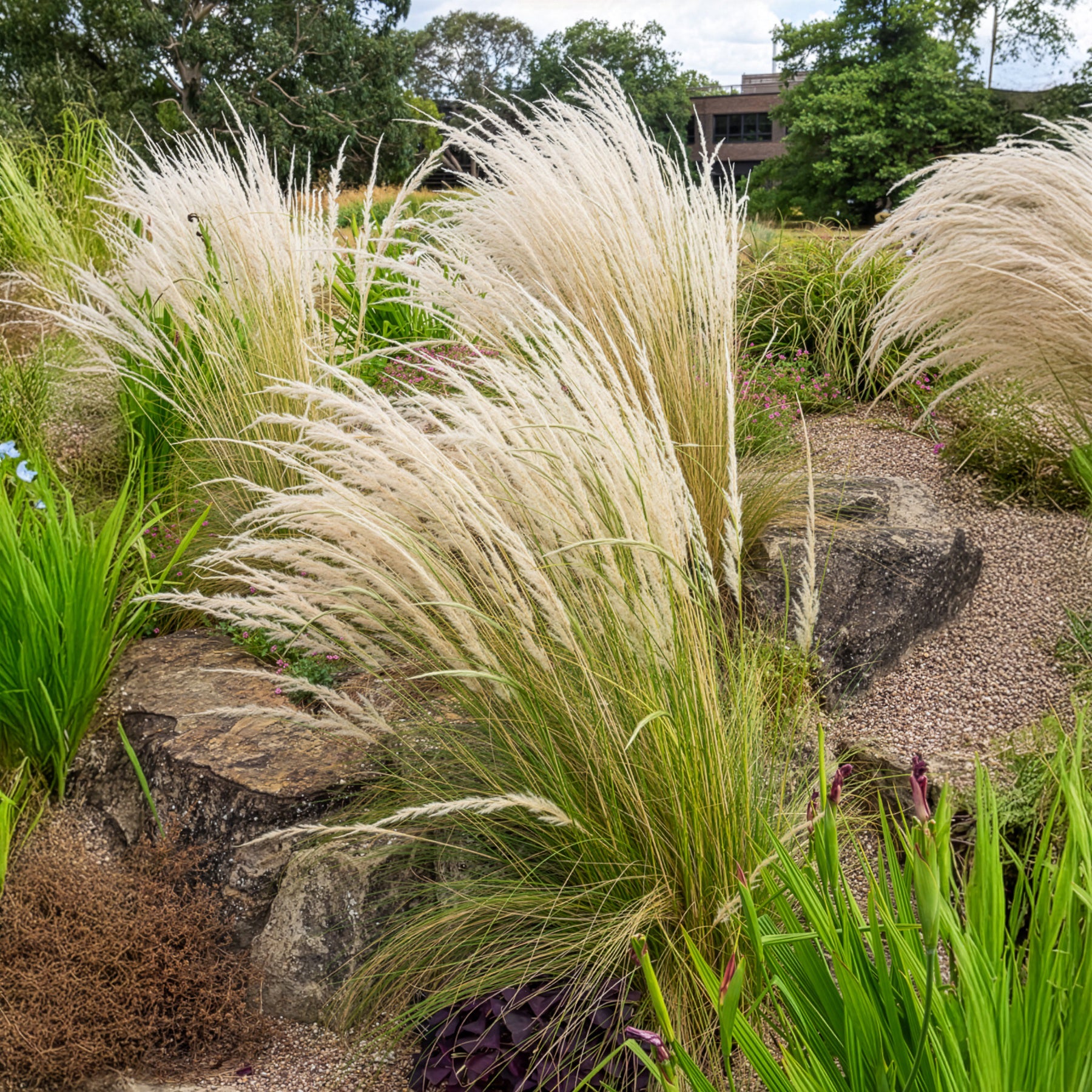 Peruaans vedergras - Stipa ichu - Bakker