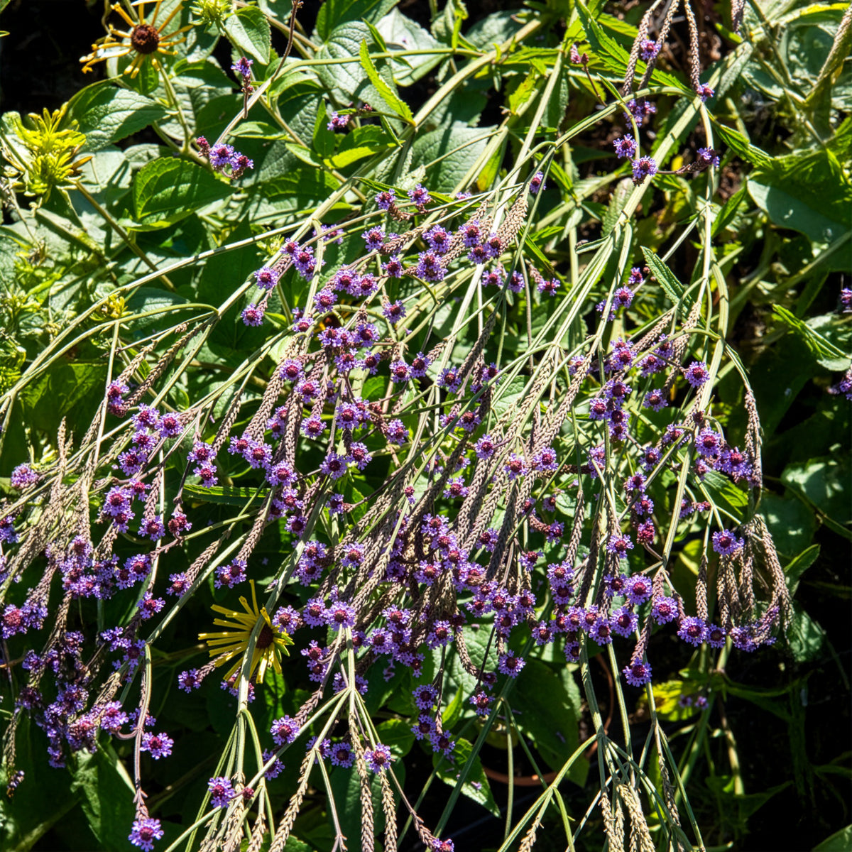 Ijzerhard Lavender Spires - Verbena macdougalii Lavender Spires - Bakker