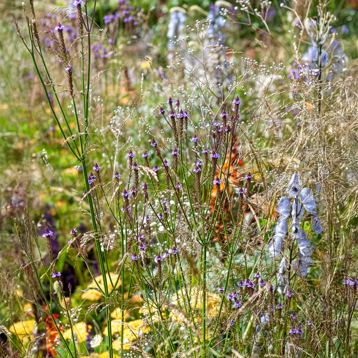 Ijzerhard Lavender Spires - Bakker