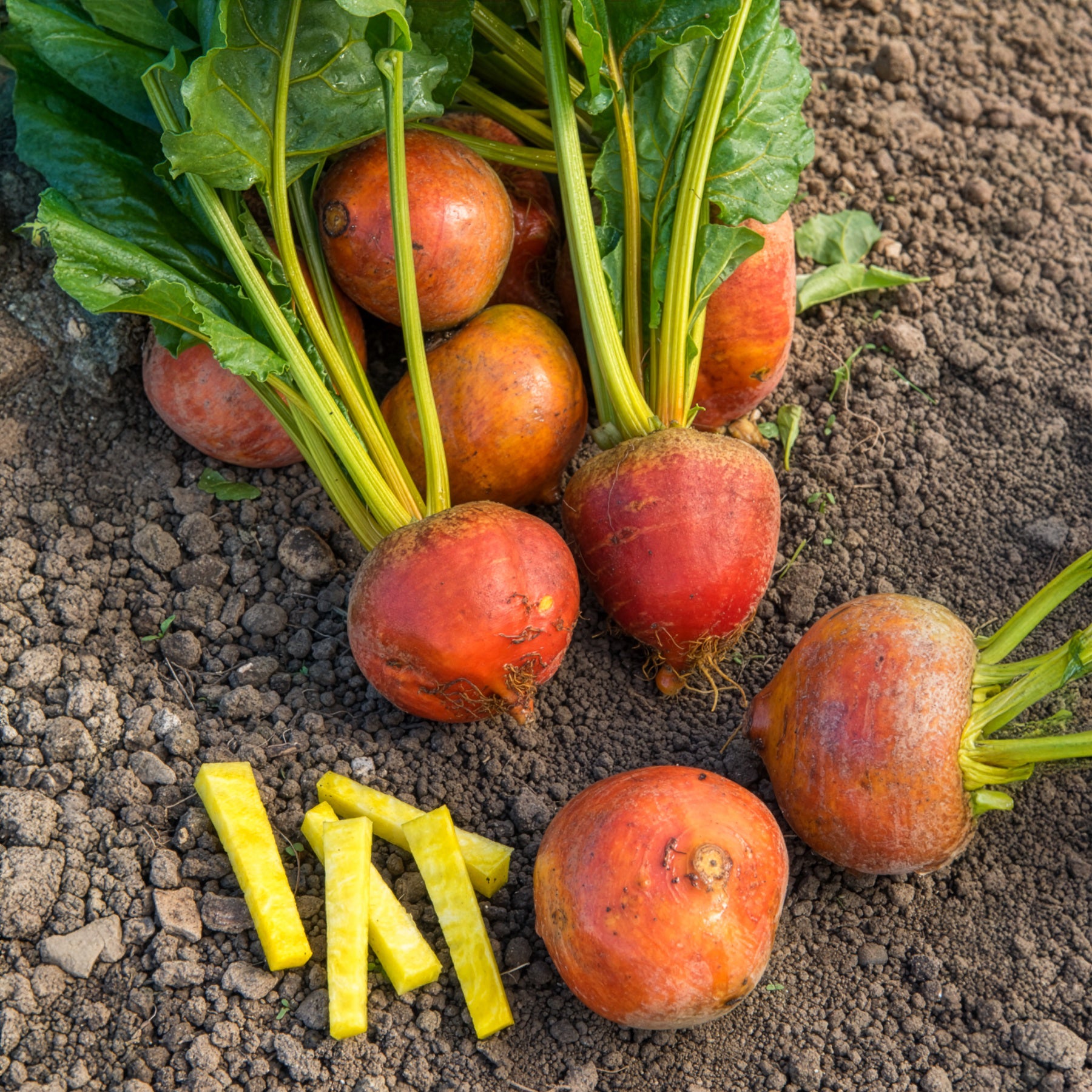 Beta vulgaris Burpees Golden - Rode biet Burpees Golden - Beta - Biet