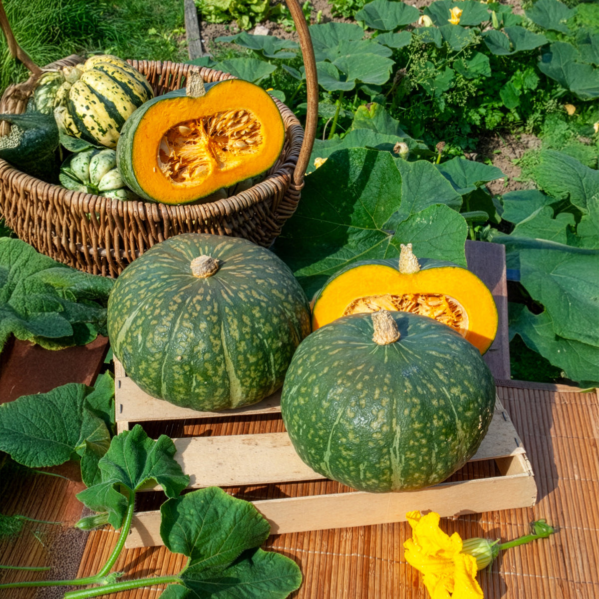 Pompoen delicata Delica Moretti - Bakker