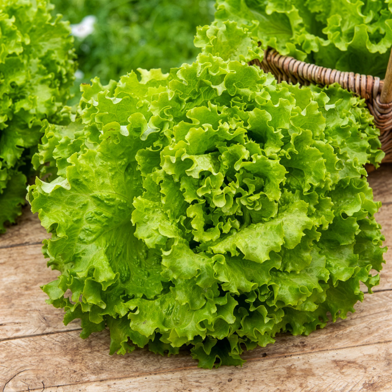 Ijsbergsla Batavia Florine - Bakker