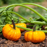 Courgette Jack be little - Cucurbita pepo Jack Be Little - Bakker