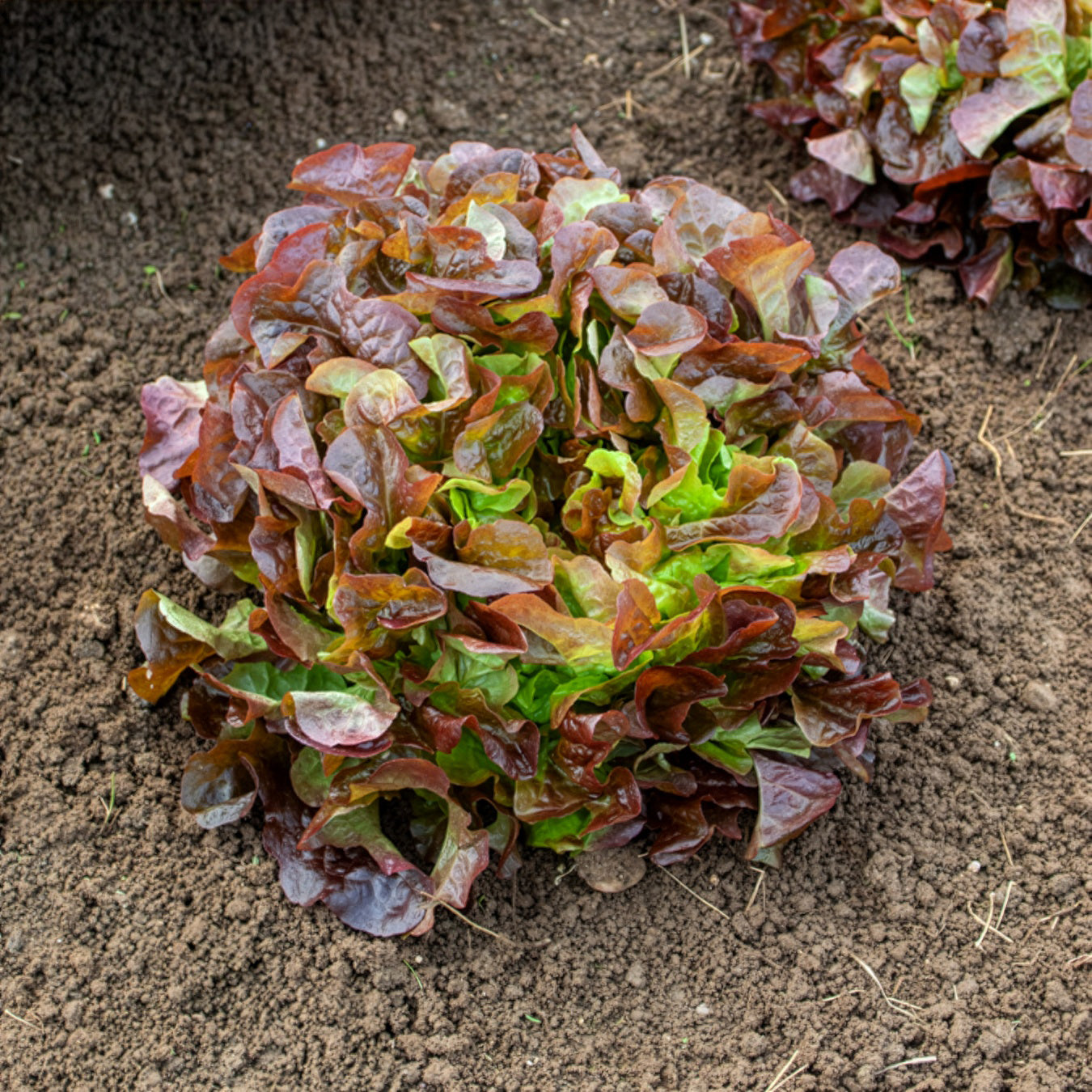 Sla Eglanti - Lactuca sativa Eglantine - Bakker