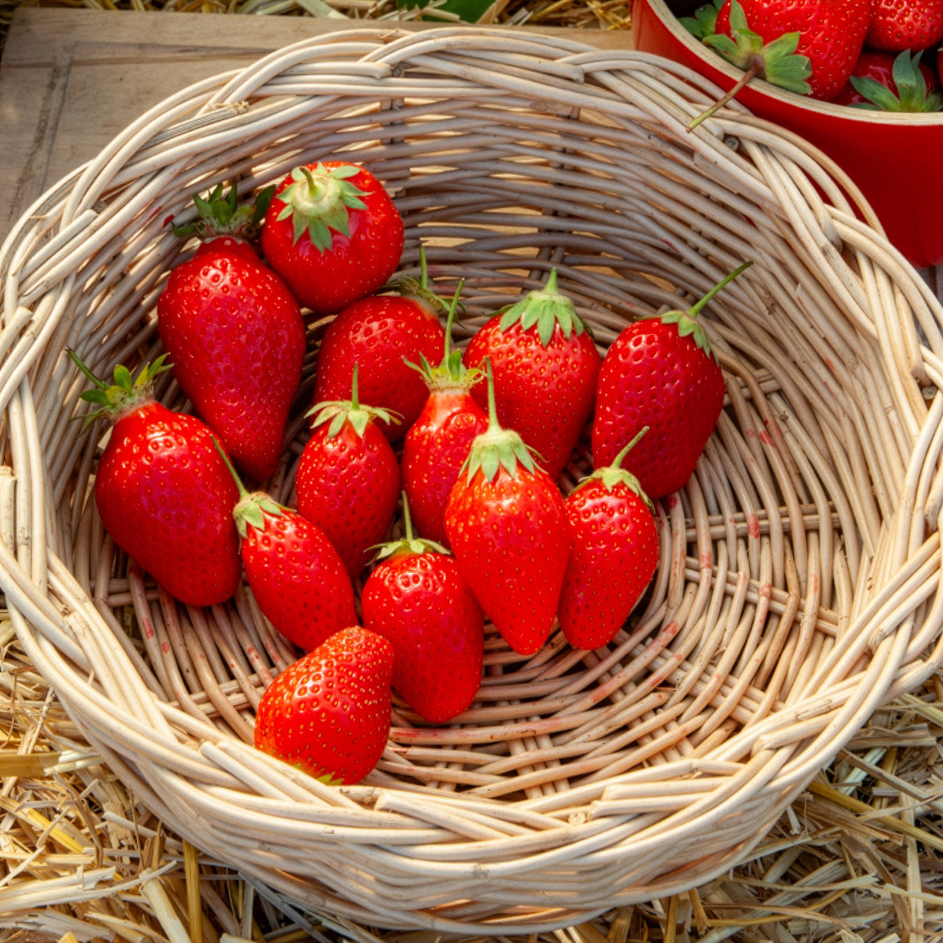 Aardbei Gento Nova - Bakker