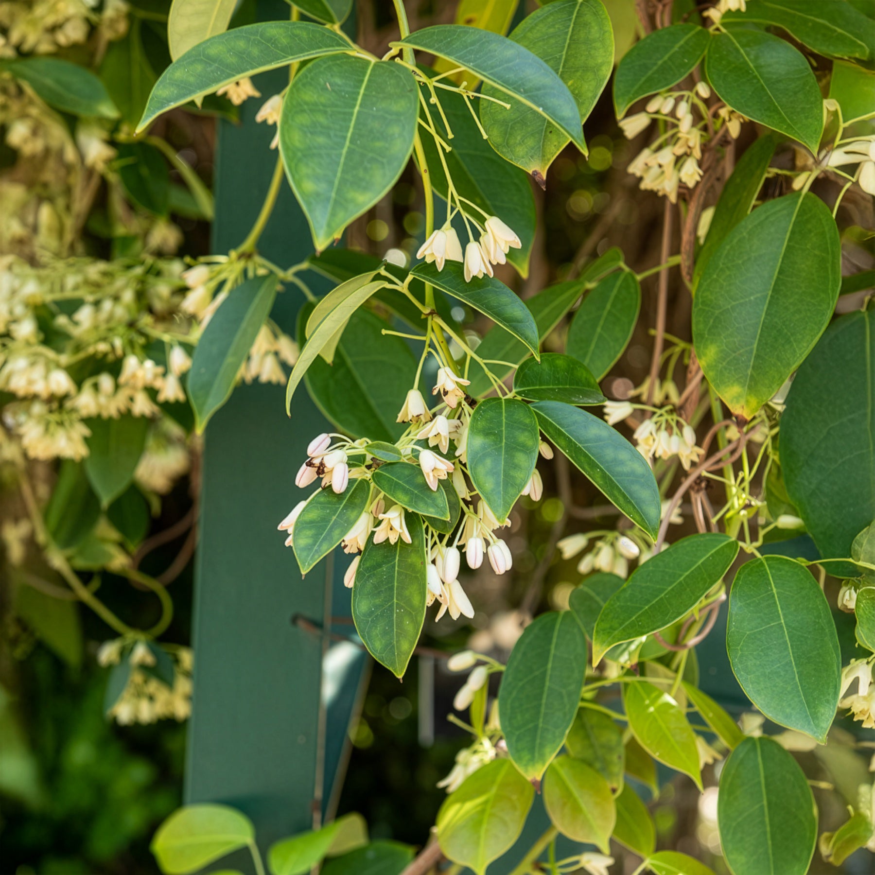 Holboellia coriacea - Bakker