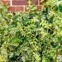 Parthenocissus quinquefolia Star shower® Mooham - Wilde Wingerd  Monham Star shower® - Klimplanten