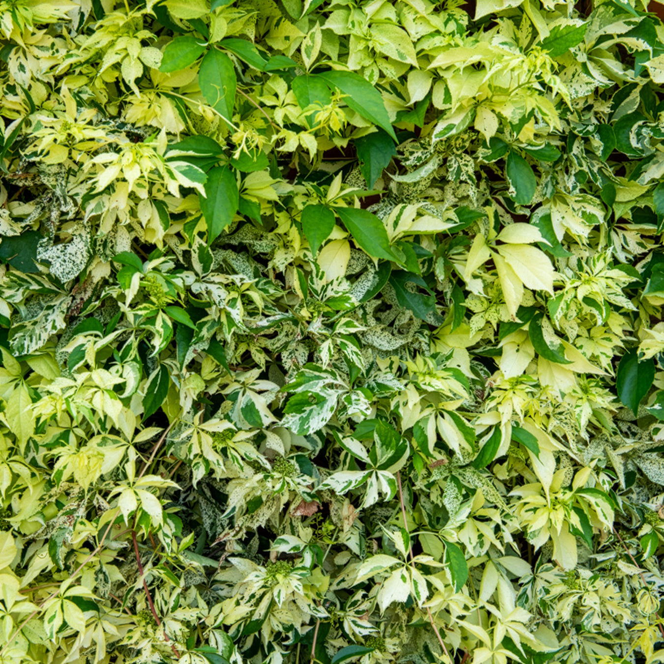 Wilde Wingerd  Monham Star shower® - Parthenocissus quinquefolia Star shower® Mooham - Bakker