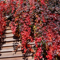 Wilde Wingerd  Red Wall - Parthenocissus quinquefolia Red Wall® Troki - Bakker