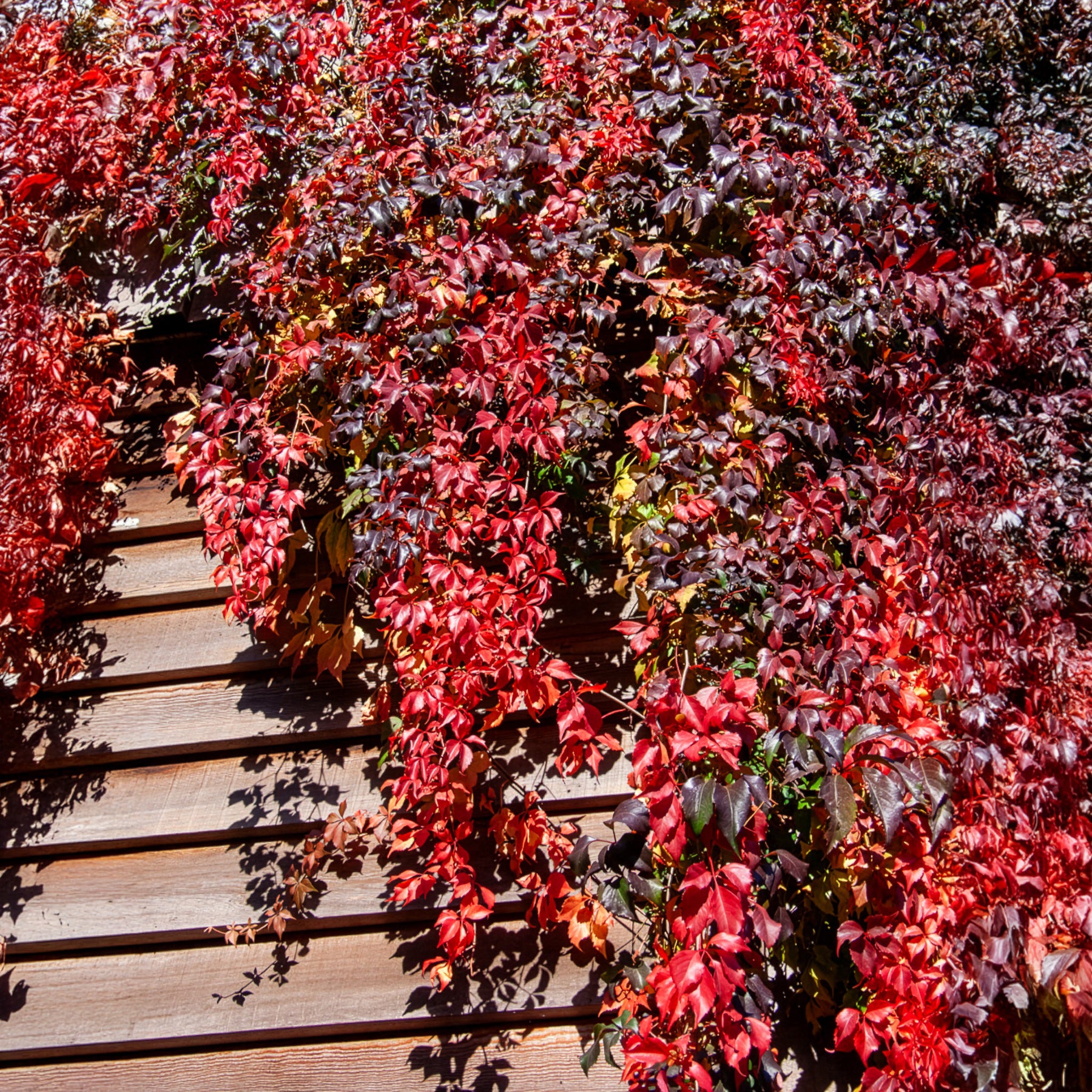 Wilde Wingerd  Red Wall - Parthenocissus quinquefolia Red Wall® Troki - Bakker