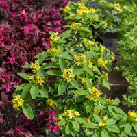 Daphne Royal Crown - Bakker