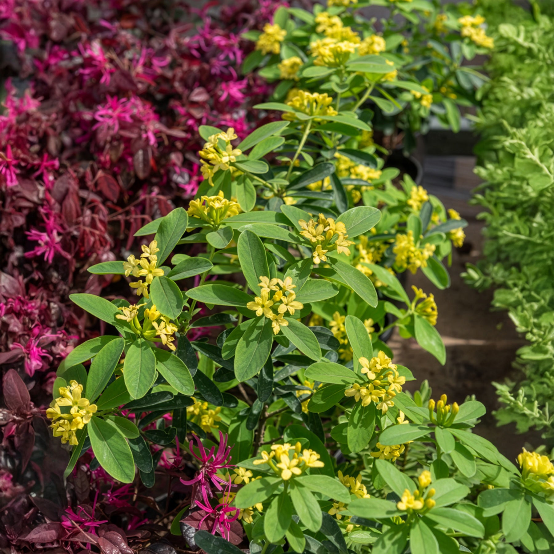 Daphne Royal Crown - Bakker