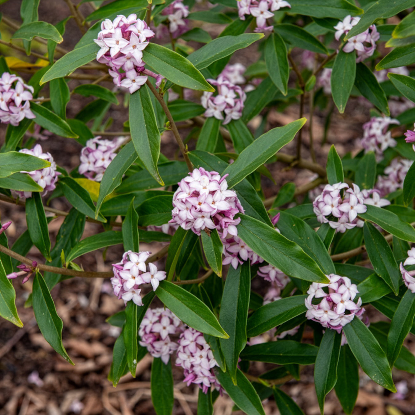 Verkoop Daphne Perfum Princess White