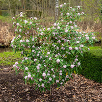 Daphne Perfum Princess White - Daphne odora Perfum Princess White - Bakker