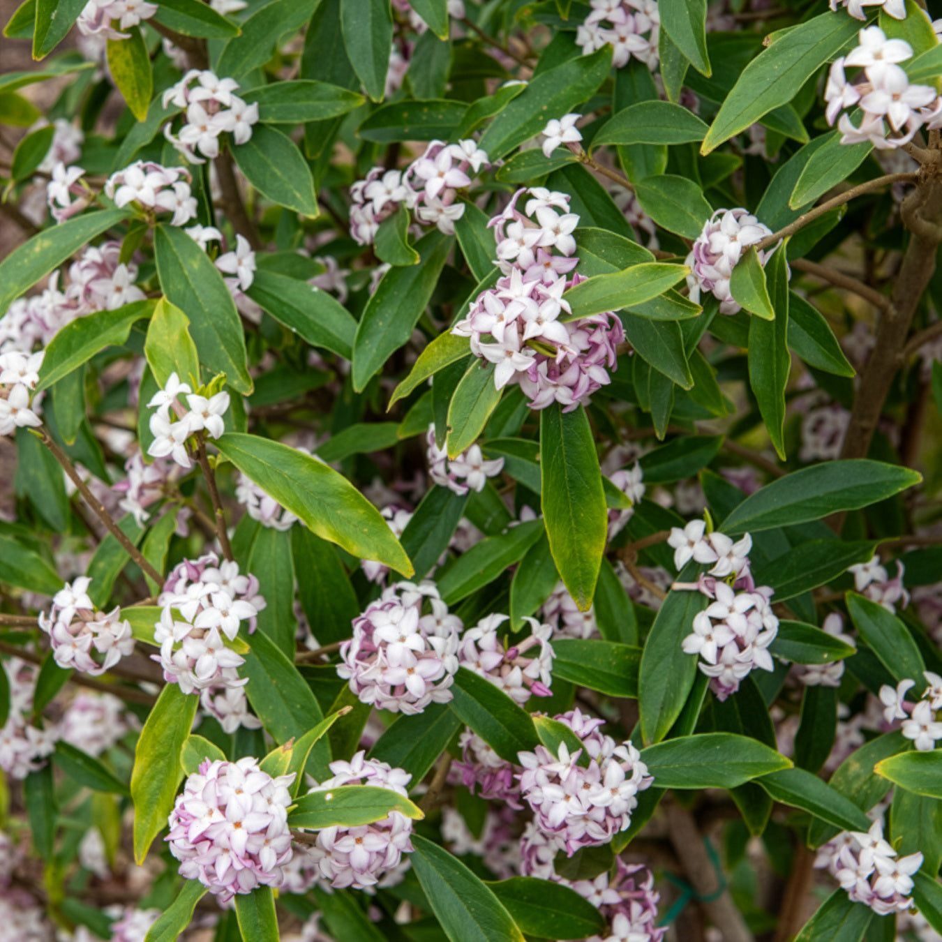 Verkoop Daphne Perfum Princess White - Daphne odora Perfum Princess White