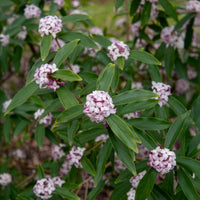 Daphne odora Perfum Princess White - Daphne Perfum Princess White - Bloeiende heesters