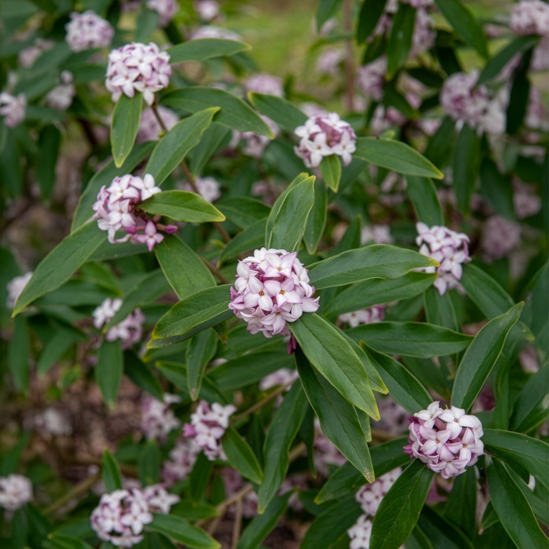 Daphne odora Perfum Princess White - Daphne Perfum Princess White - Bloeiende heesters