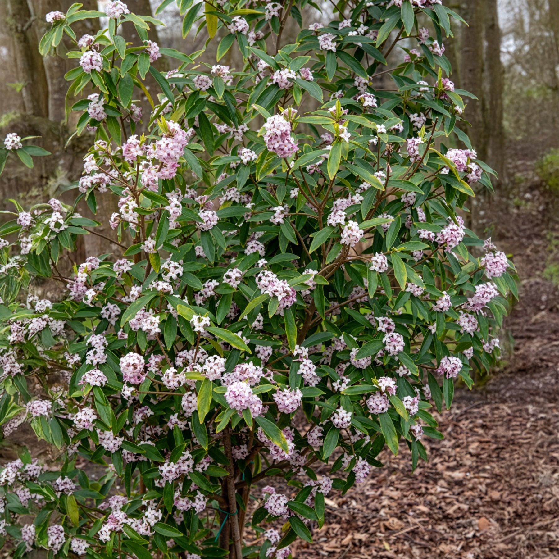 Daphne Perfum Princess White - Daphne odora Perfum Princess White - Bakker