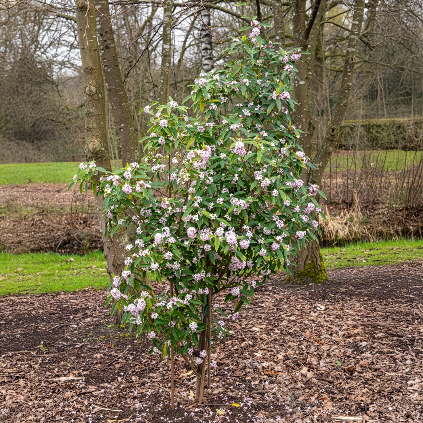 Bloeiende heesters - Daphne Perfum Princess White - Daphne odora Perfum Princess White