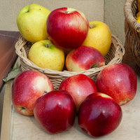 Appelboom Gloster - Malus domestica Gloster - Bakker