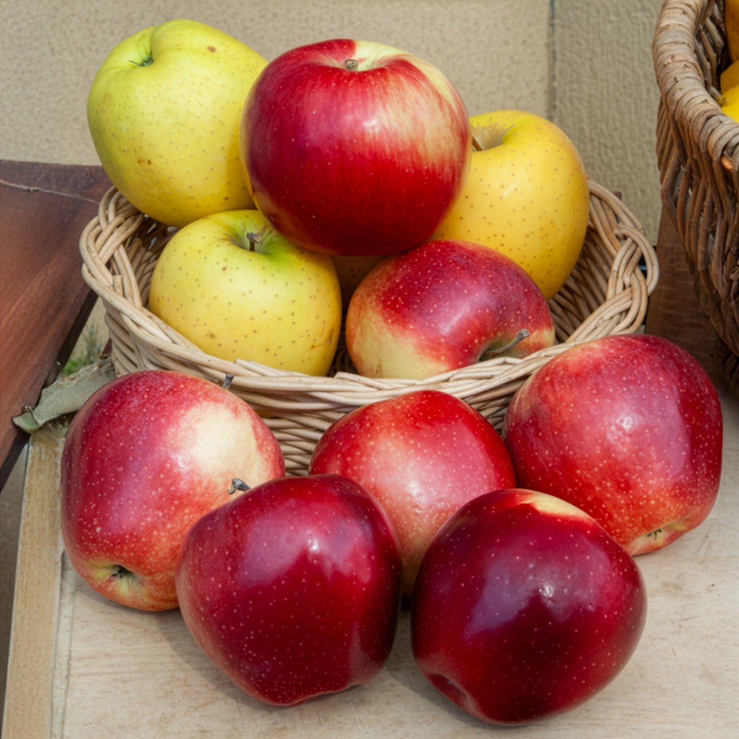 Appelboom Gloster - Malus domestica Gloster - Bakker