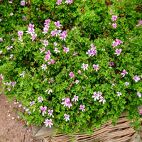 Geranium Capitatum - Bakker