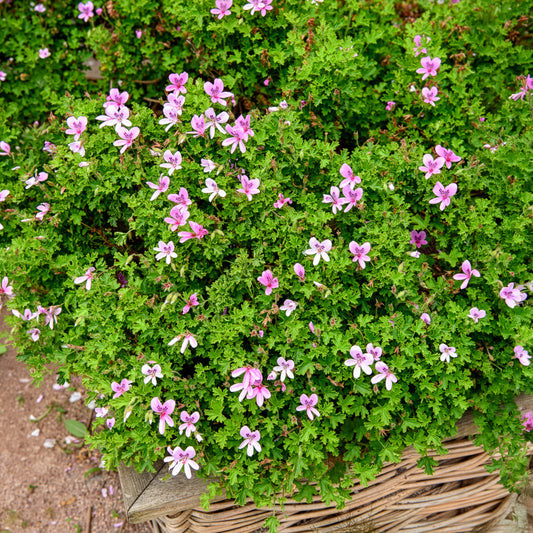 Geranium Capitatum - Bakker