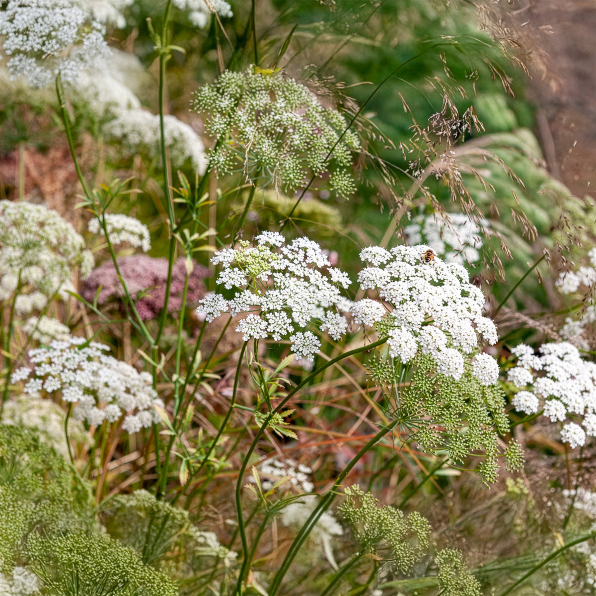 Ammi majus - Groot akkerscherm - Bloemenzaden