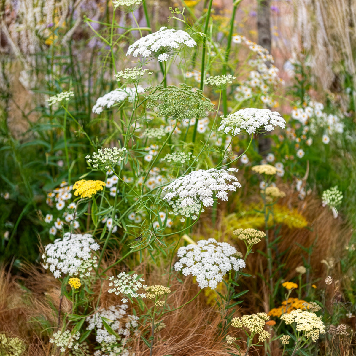 Groot akkerscherm - Ammi majus - Bakker