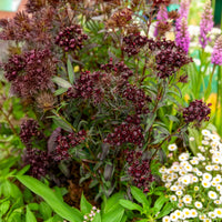 Duizendschoon Sooty - Bakker