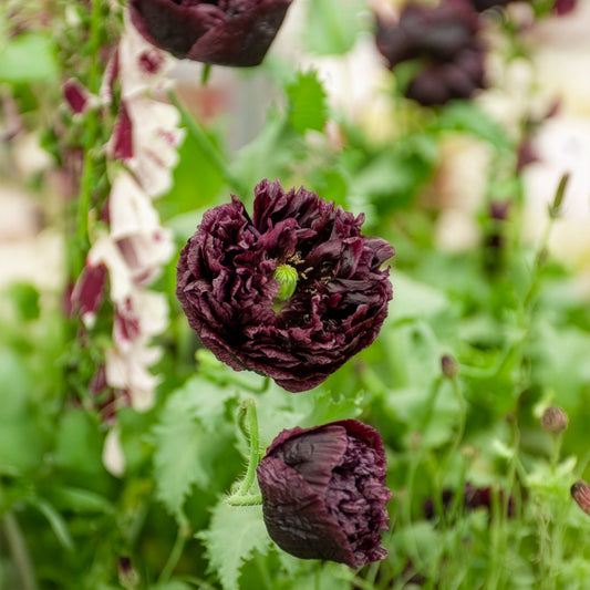 Slaapbol Black Peony - Bakker
