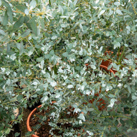 Eucalyptus Silverana - Eucalyptus gunnii Silverana - Bakker