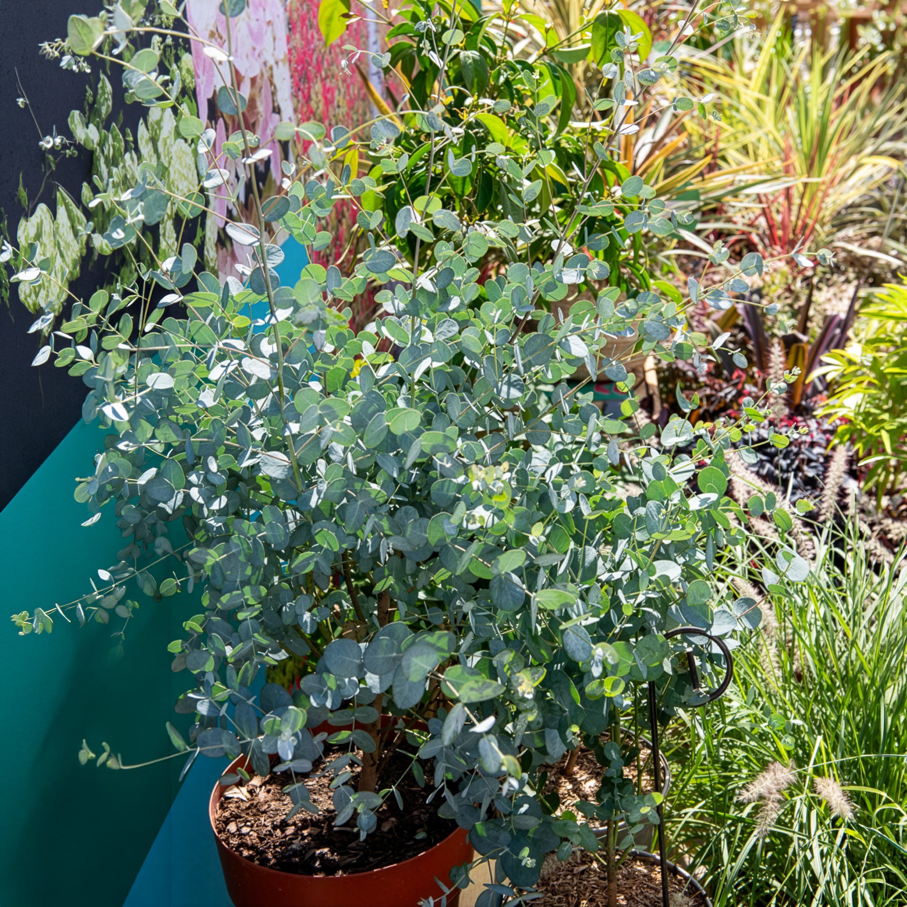 Eucalyptus Silverana - Bakker