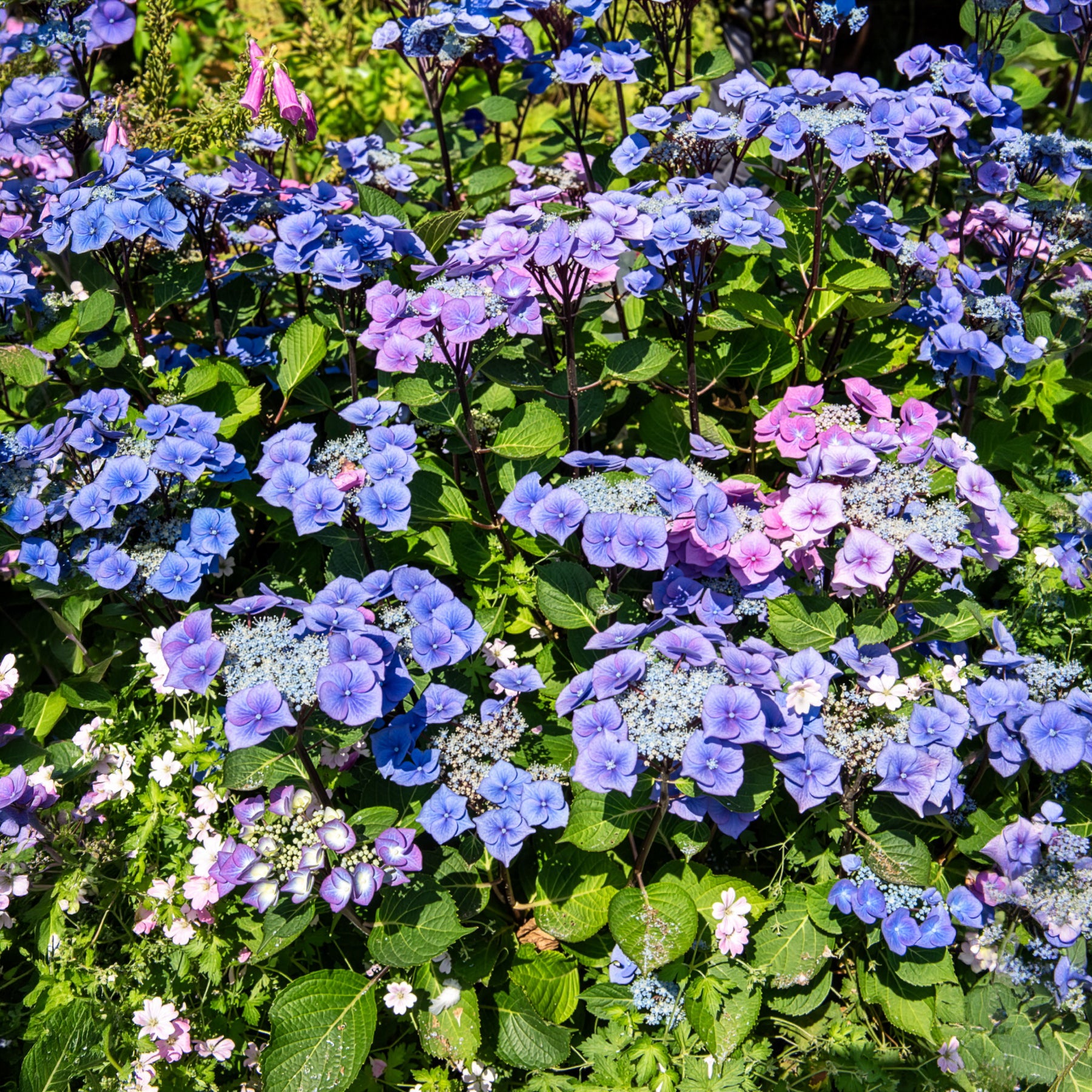Hortensia Zorro Blue - Hydrangea Zorro - Bakker