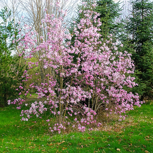 Magnolia Leonard Messel - Bakker