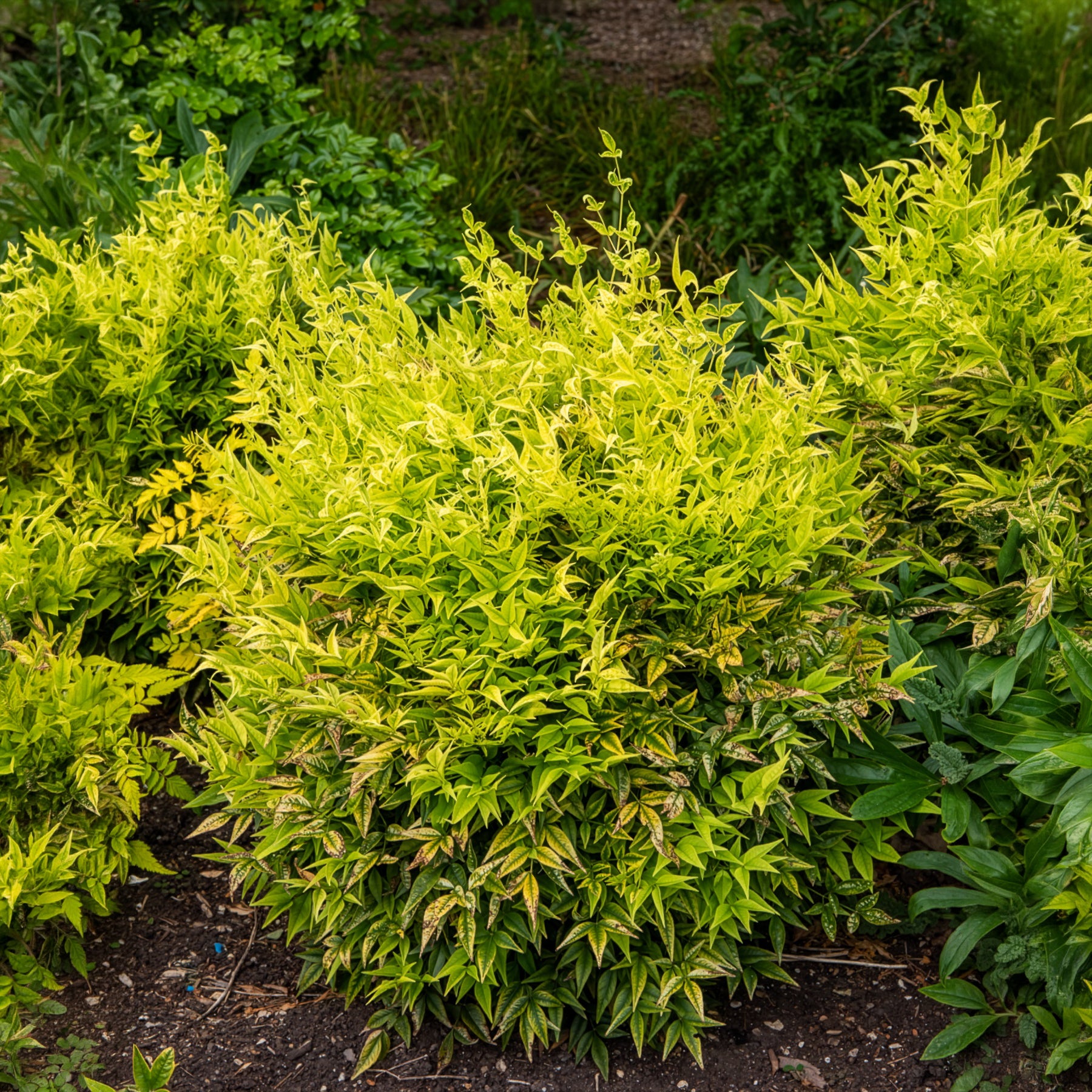 Hemelse bamboe Magical Lemon Lime - Nandina domestica Magical Lemon Lime Tc - Bakker