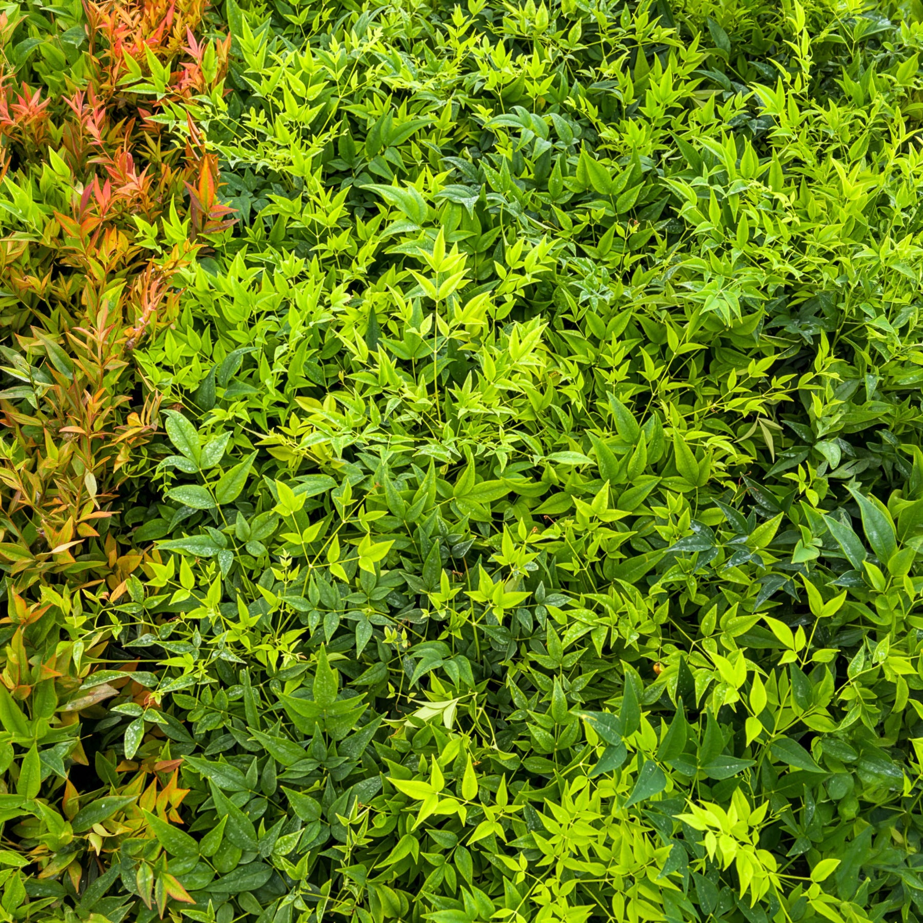 Nandina domestica Magical Lemon Lime Tc - Hemelse bamboe Magical Lemon Lime - Wintergroene planten