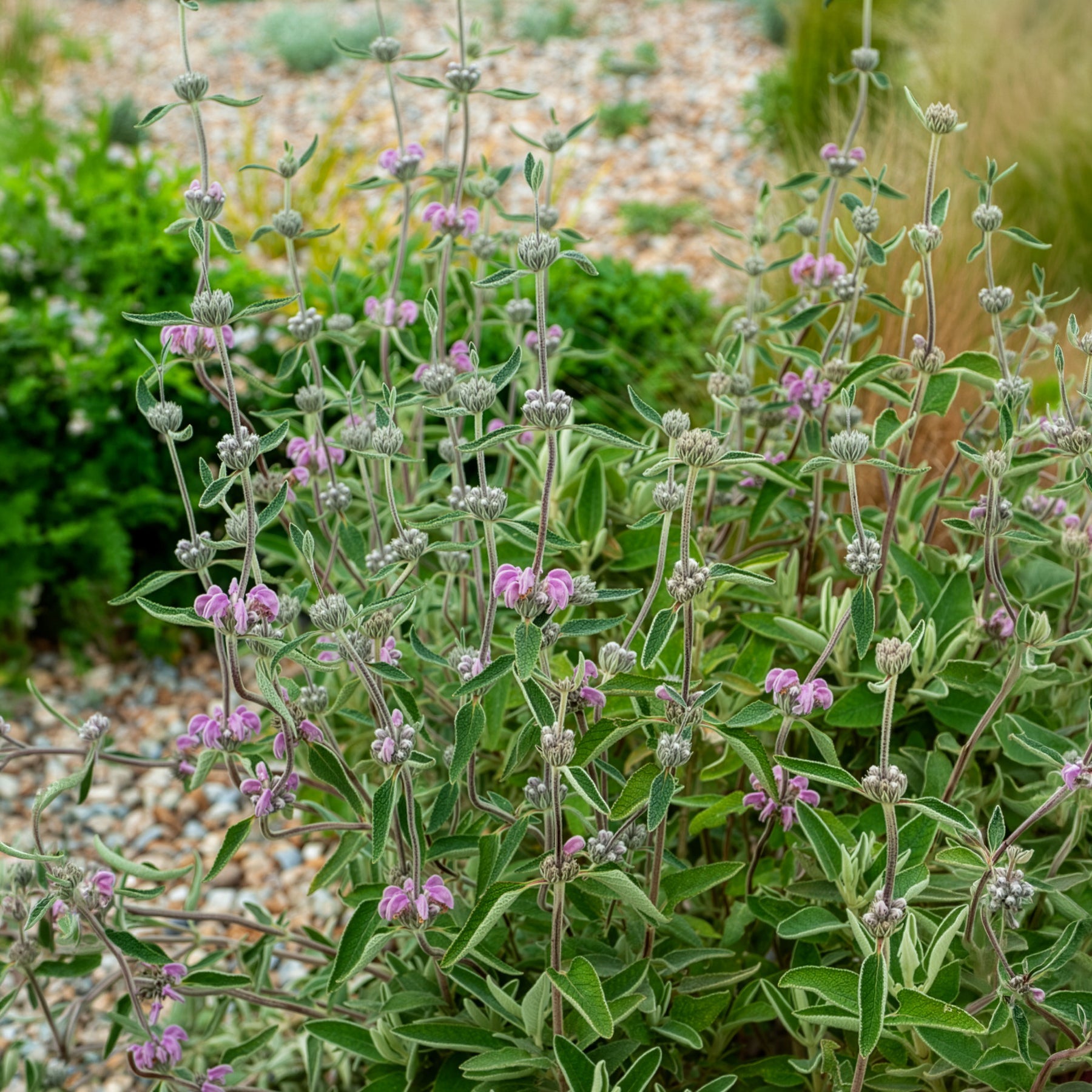Paarse brandkruid - Phlomis purpurea - Bakker