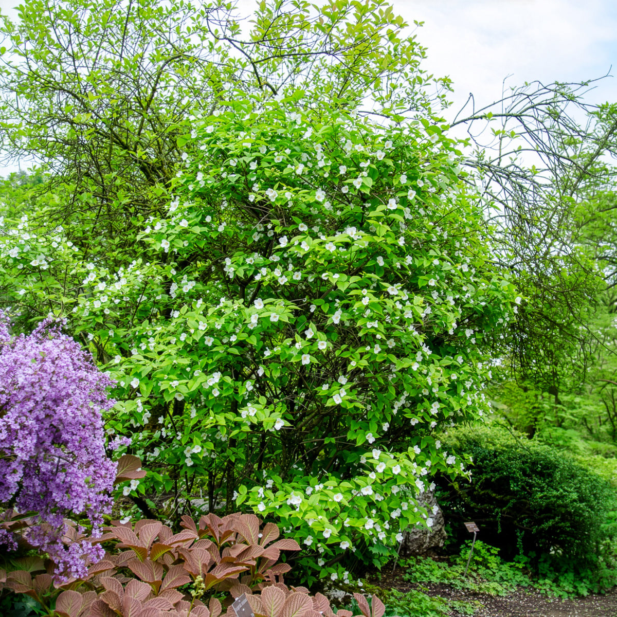Schijnkerria - Rhodotypos scandens - Bakker