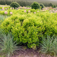 Verkoop Vleesbes - Sarcococca confusa