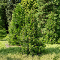 Japanse parasolden - Bakker
