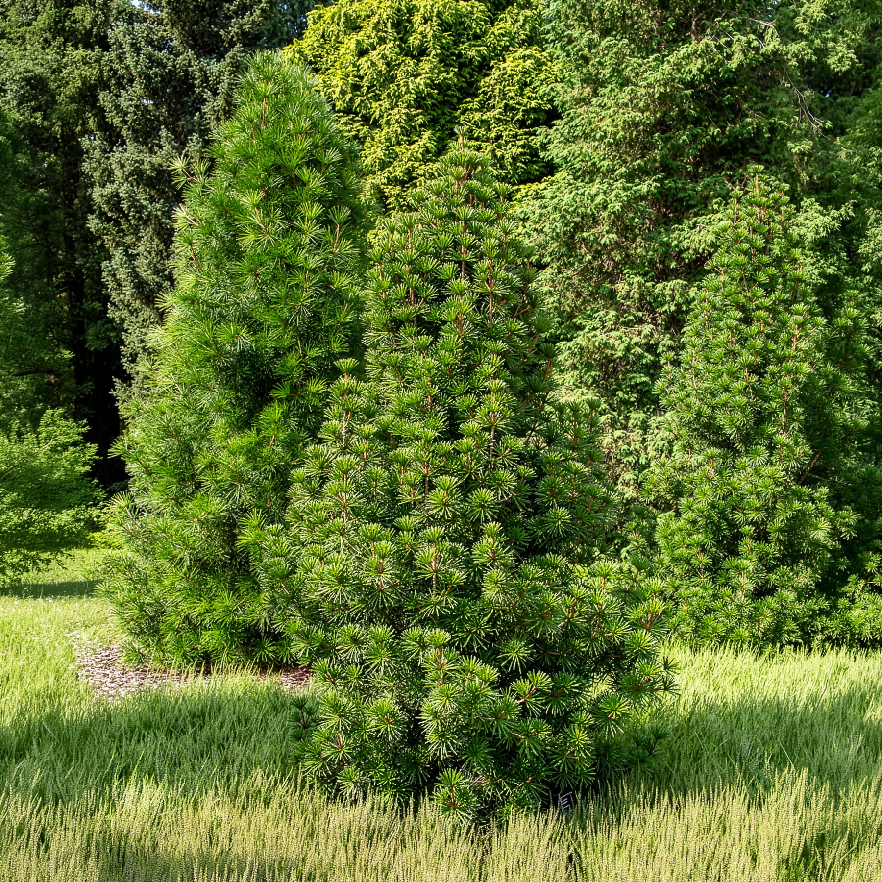 Japanse parasolden - Bakker